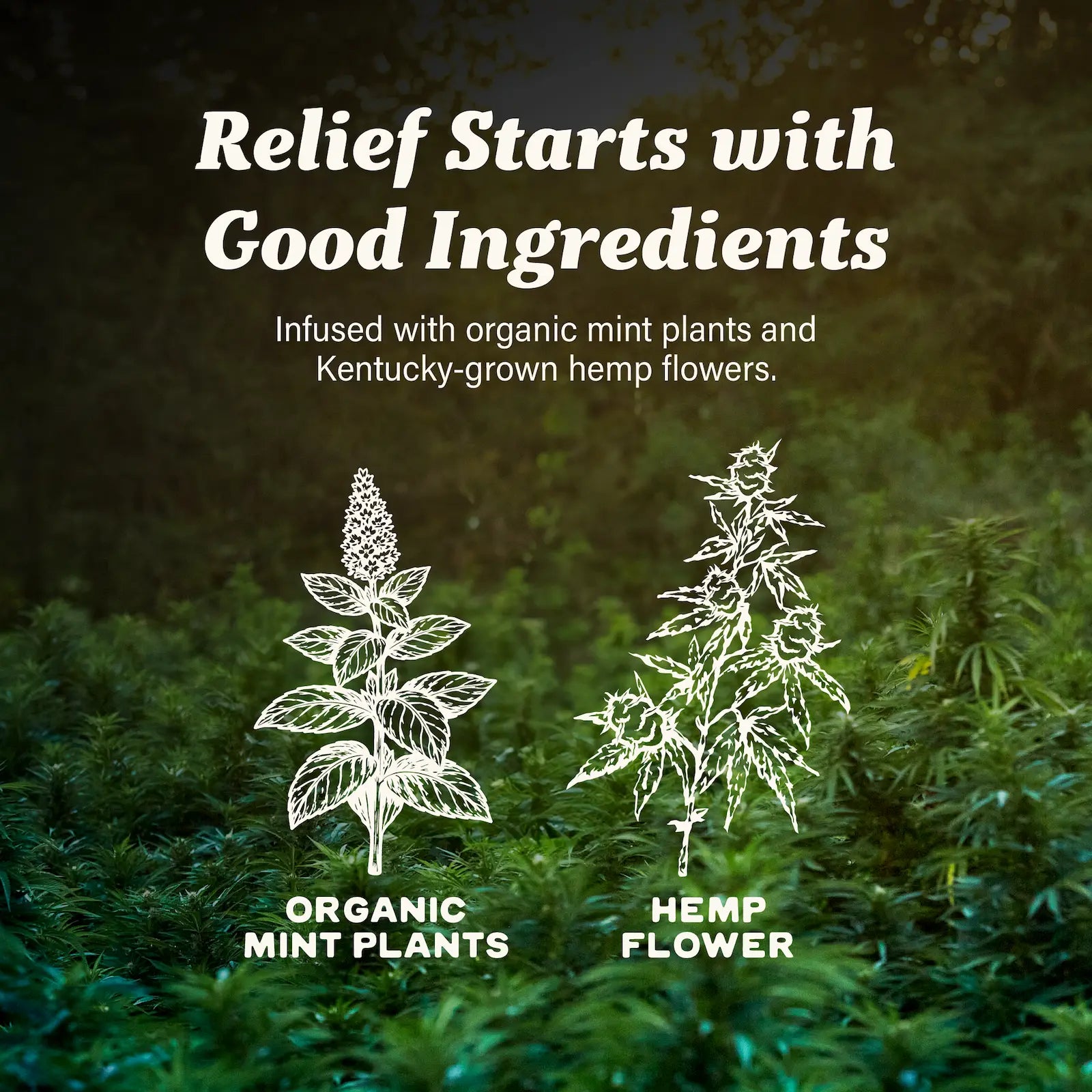 CBD Lotion + Menthol