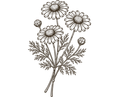 Chamomile